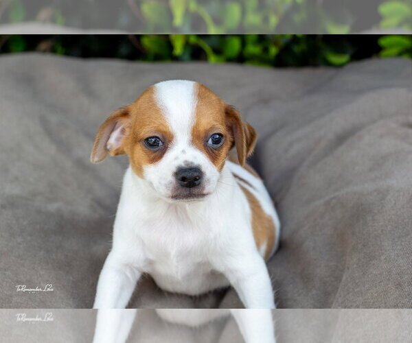 Medium Photo #2 Chihuahua Puppy For Sale in Marina Del Rey, CA, USA
