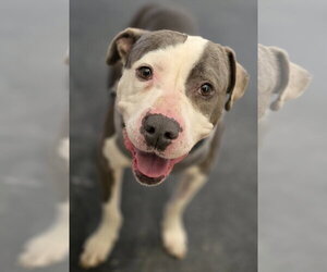 Smokey *TRANSPORTATION AVAILABLE* - Male Mutt Dog for Adoption - Photo #5