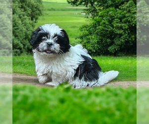 Shih Tzu Puppy for Sale in AUSTELL, Georgia USA