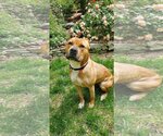 Small Photo #10 American Pit Bull Terrier-Unknown Mix Puppy For Sale in Spotsylvania, VA, USA