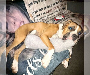 URSULA - Female Boxer Dog for Adoption - Photo #5
