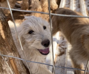 Goldendoodle Puppy for Sale in STROUD, Oklahoma USA