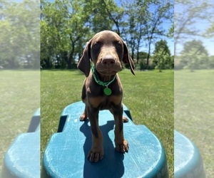 Doberman Pinscher Puppy for sale in BROOKFIELD, MO, USA