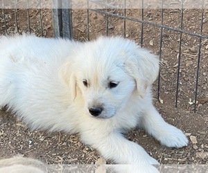 Golden Retriever Puppy for sale in SCOTTSDALE, AZ, USA