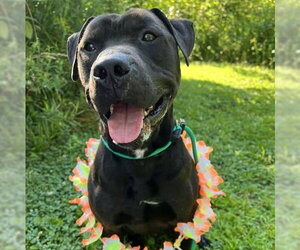 Pound Dog-Coal #179858-Courtesy Listing - Male Mutt Dog for Adoption - Photo #5