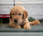 Small Photo #10 Golden Retriever Puppy For Sale in MIDDLEBURY, IN, USA