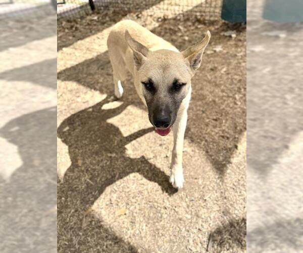 Medium Photo #1 German Shepherd Dog-Unknown Mix Puppy For Sale in San Antonio, TX, USA