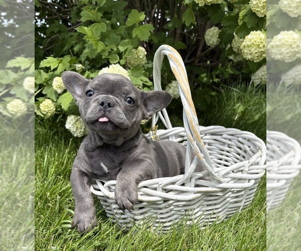 Medium Photo #1 French Bulldog Puppy For Sale in MIDDLEBURY, IN, USA