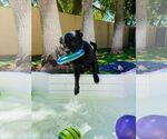 Small #41 Labrador Retriever Mix