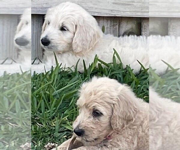 Medium Photo #3 Goldendoodle Puppy For Sale in ODESSA, FL, USA