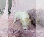 Small Photo #63 Aussie-Poo-Goldendoodle Mix Puppy For Sale in COMMERCE, MI, USA