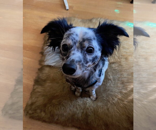 Medium Photo #1 Papillon-Unknown Mix Puppy For Sale in Davis, CA, USA