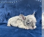 Small #6 French Bulldog