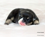 Image preview for Ad Listing. Nickname: Litter of 6
