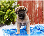 Small #7 Mastiff