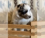 Small #7 Shetland Sheepdog