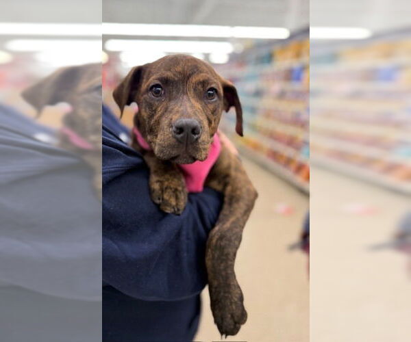 Medium Photo #16 American Staffordshire Terrier-Labrador Retriever Mix Puppy For Sale in Brewster, NY, USA