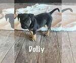 Small German Shepherd Dog Mix