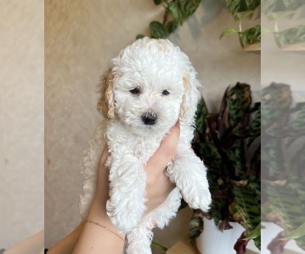 Medium Photo #8 Poodle (Toy) Puppy For Sale in MOUNT SOLON, VA, USA