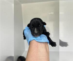 Huskies -Unknown Mix Dogs for adoption in Houston, TX, USA