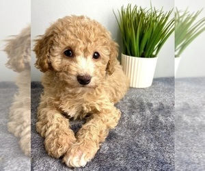 Goldendoodle (Miniature) Puppy for sale in INDIANAPOLIS, IN, USA