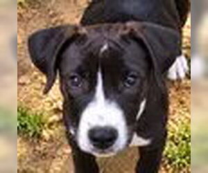 Collie-Unknown Mix Dogs for adoption in Bristol, CT, USA