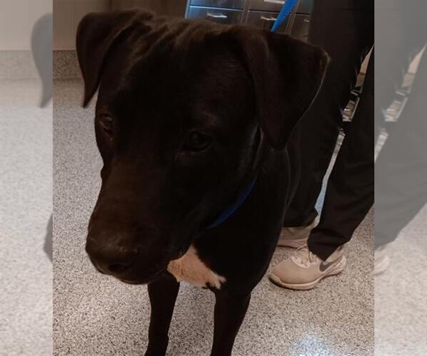 Medium Photo #1 American Pit Bull Terrier-Unknown Mix Puppy For Sale in Houston, TX, USA