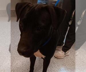 American Pit Bull Terrier-Unknown Mix Dogs for adoption in Houston, TX, USA