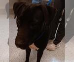 Small American Pit Bull Terrier Mix