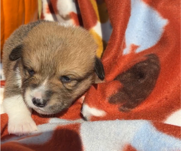 Medium Photo #3 Pembroke Welsh Corgi Puppy For Sale in MIDLOTHIAN, TX, USA