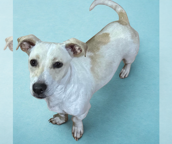 Medium Photo #10 Chiweenie Puppy For Sale in San Diego, CA, USA