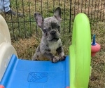 Small Photo #3 French Bulldog Puppy For Sale in TRACYS LANDING, MD, USA