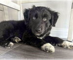Small #1 Australian Shepherd