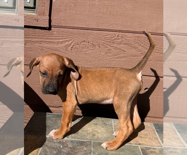Medium Photo #3 Rhodesian Ridgeback Puppy For Sale in FAIRPLAY, CO, USA