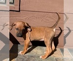 Small #2 Rhodesian Ridgeback