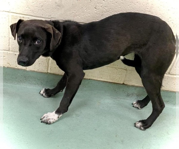 Medium Photo #2 Border Collie-Unknown Mix Puppy For Sale in White Bluff, TN, USA