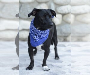 Dachshund-Unknown Mix Dogs for adoption in Dana Point, CA, USA