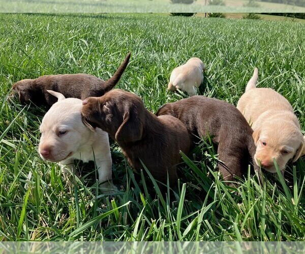 Medium Photo #2 Labrador Retriever Puppy For Sale in SENECA, KS, USA
