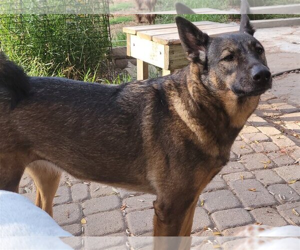 Medium Photo #2 German Shepherd Dog-Unknown Mix Puppy For Sale in Spring, TX, USA