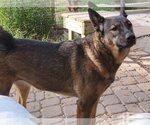 Small #1 German Shepherd Dog Mix