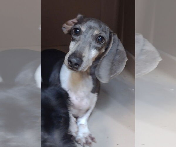 Medium Photo #3 Dachshund Puppy For Sale in Sioux Falls, SD, USA