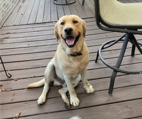 Medium Photo #1 Golden Labrador Puppy For Sale in MARYVILLE, MO, USA