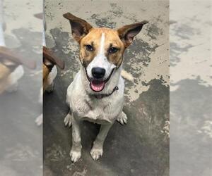 Black Mouth Cur Dogs for adoption in Tallahassee, FL, USA
