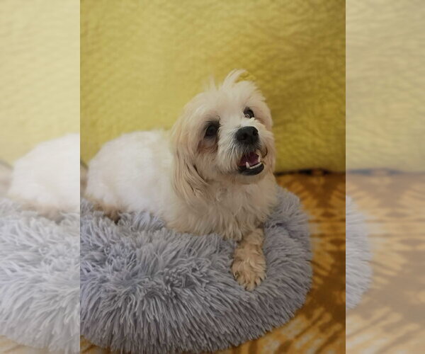 Medium Photo #2 Shih Tzu Puppy For Sale in Pacolet, SC, USA