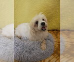 Small #1 Shih Tzu