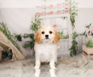 Cavachon Puppy for Sale in WARSAW, Indiana USA