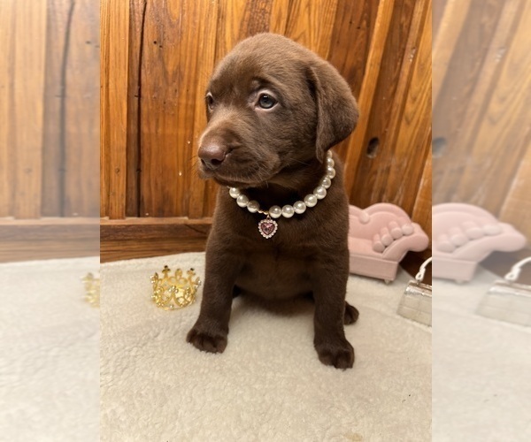 Medium Photo #6 Labrador Retriever Puppy For Sale in NEOLA, WV, USA