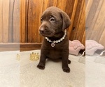 Small #5 Labrador Retriever