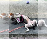 Small #2 American Staffordshire Terrier