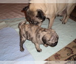 Small Photo #7 Pug Puppy For Sale in NEW CASTLE, IN, USA